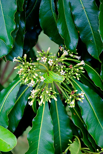 Pittosporum taitense