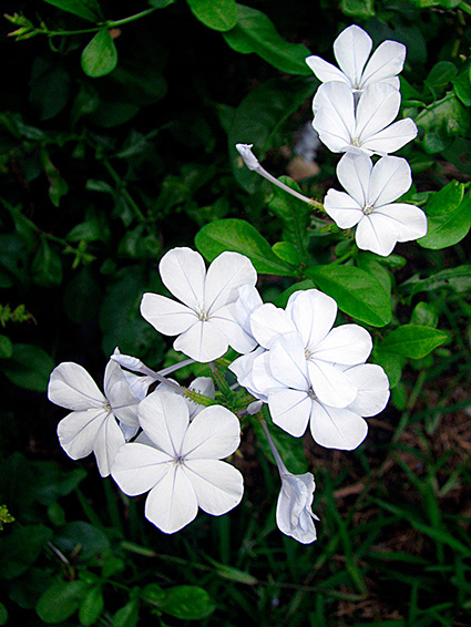 Plumbago auriculata