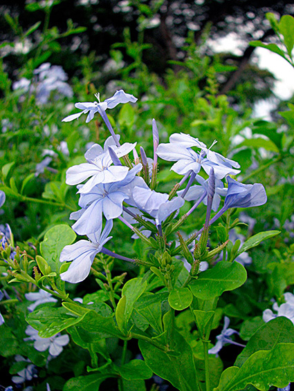 Plumbago auriculata