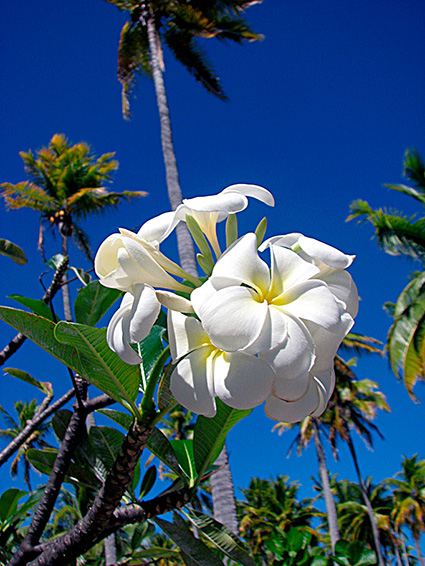 Plumeria obtusa