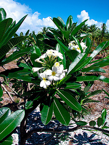 Plumeria obtusa