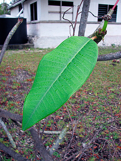 Plumeria rubra