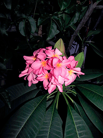 Plumeria rubra