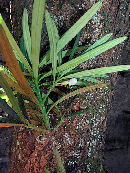 Podocarpus chinensis