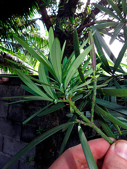 Podocarpus chinensis