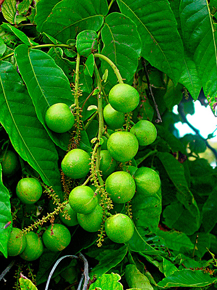 Pometia pinnata