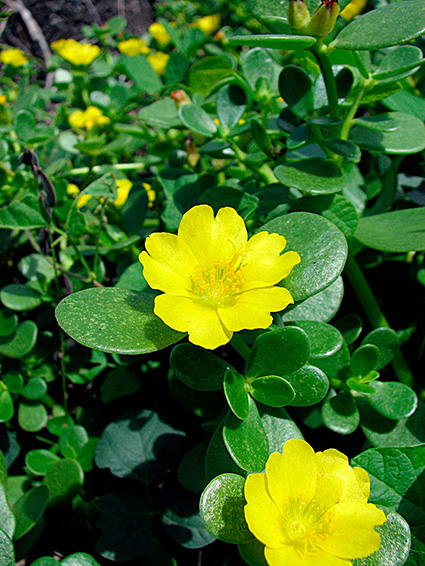 Portulaca lutea