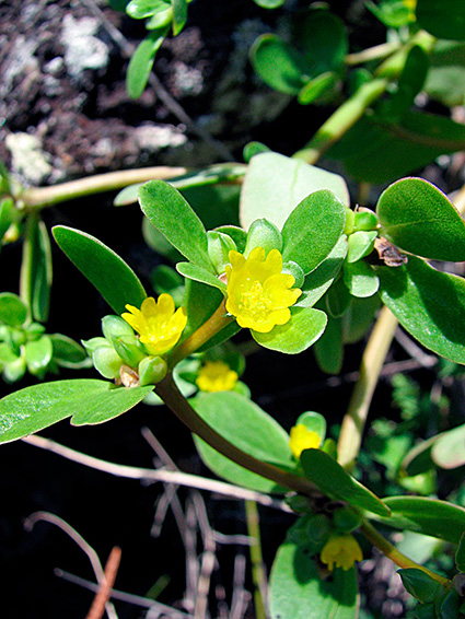 Portulaca oleracea