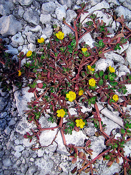 Portulaca oleracea