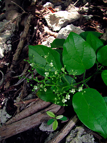 Premna serratifolia