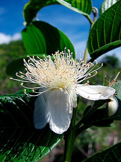 Psidium guajava