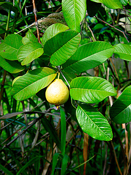 Psidium guajava