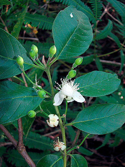 Psidium guineense