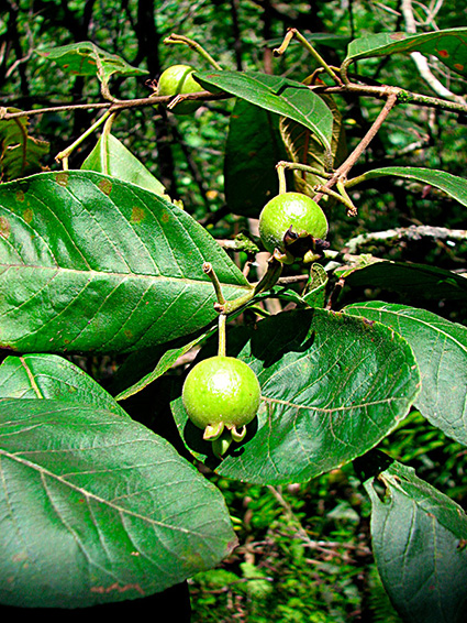 Psidium guineense