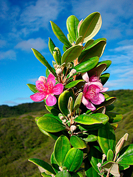 Rhodomyrtus tomentosa