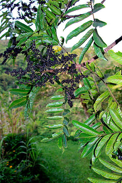 Rhus taitensis