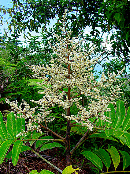 Rhus taitensis