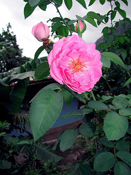 Rosa spp.