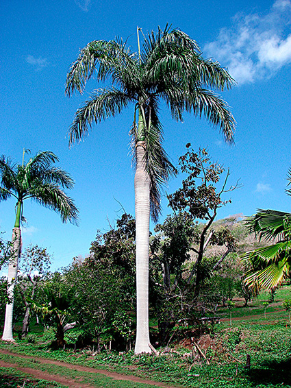 Roystonea regia