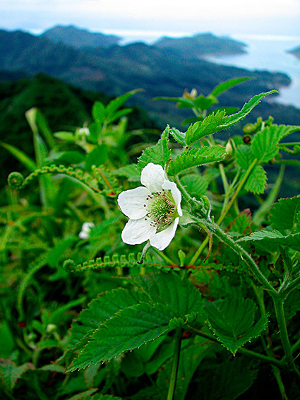 Rubus rosifolius