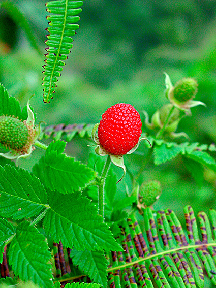 Rubus rosifolius