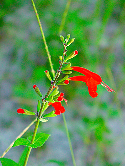 Salvia coccinea