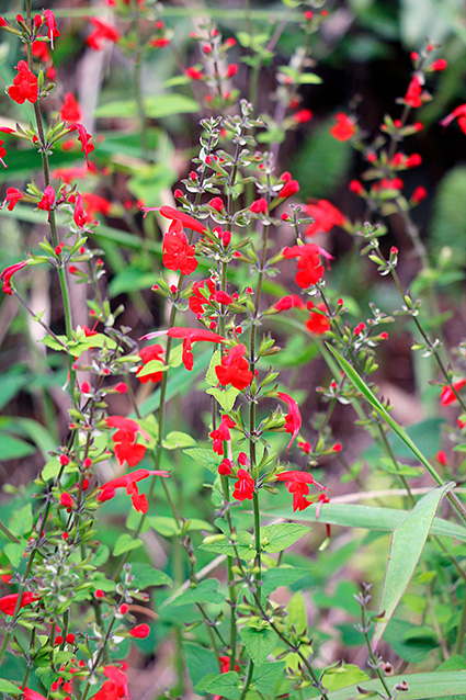 Salvia coccinea