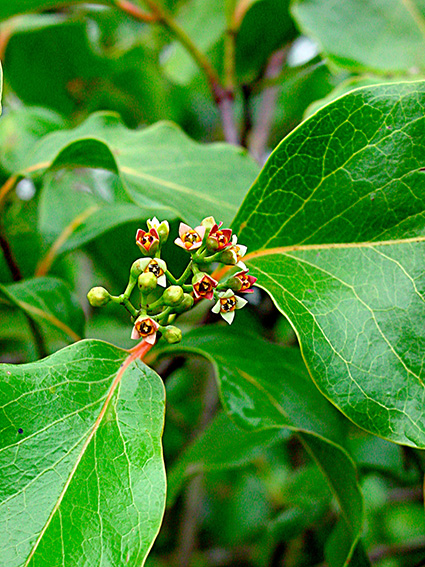 Santalum insulare