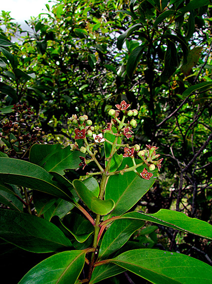 Santalum insulare