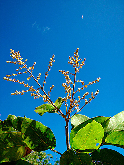 Sapindus saponaria