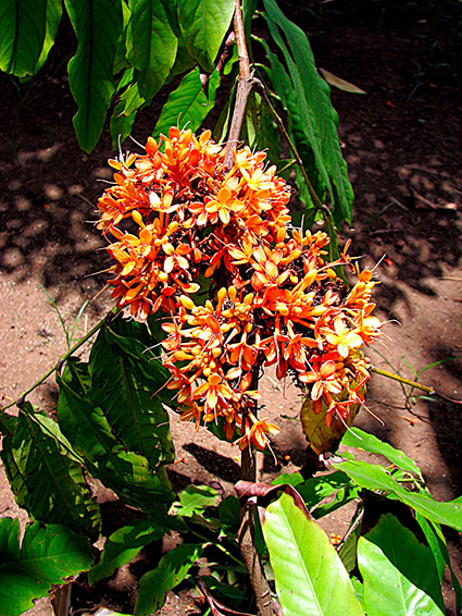 Saraca indica