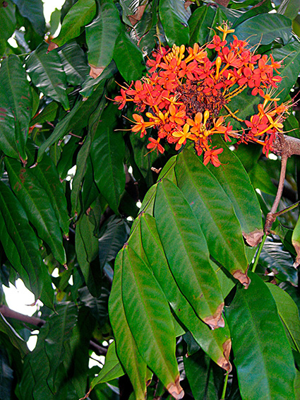 Saraca indica