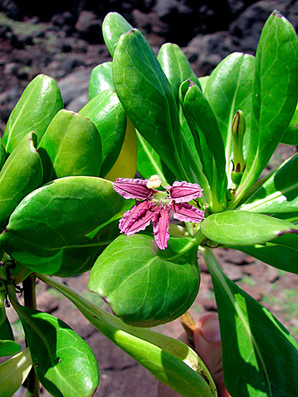 Scaevola taccada