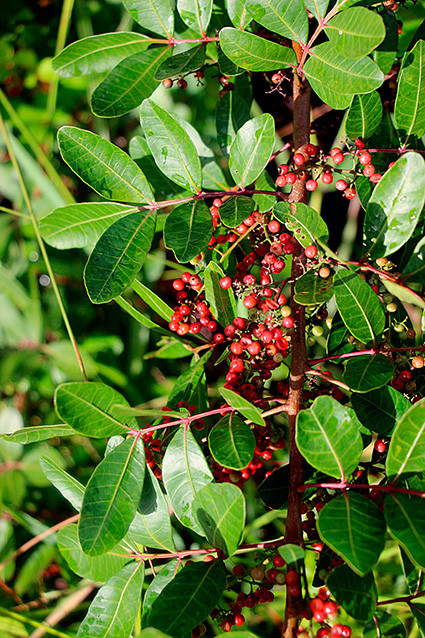 Schinus terebenthifolius