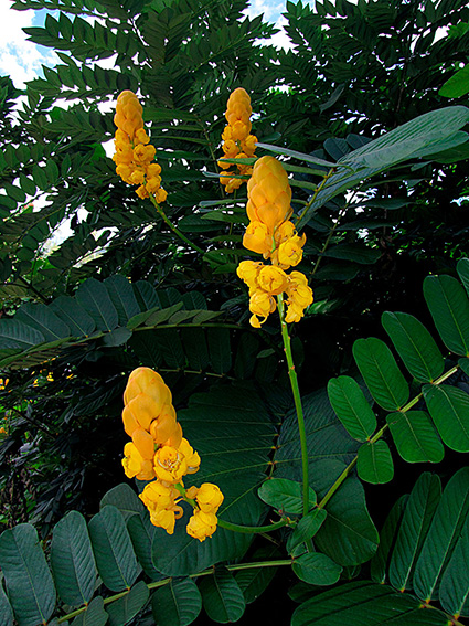 Senna alata