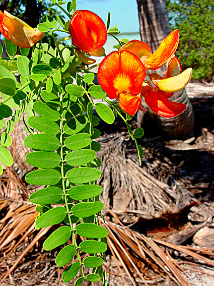 Sesbania coccinea subsp. atollensis