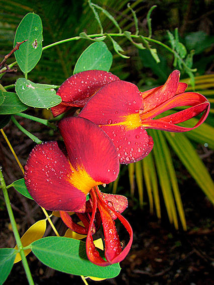 Sesbania coccinea subsp. atollensis