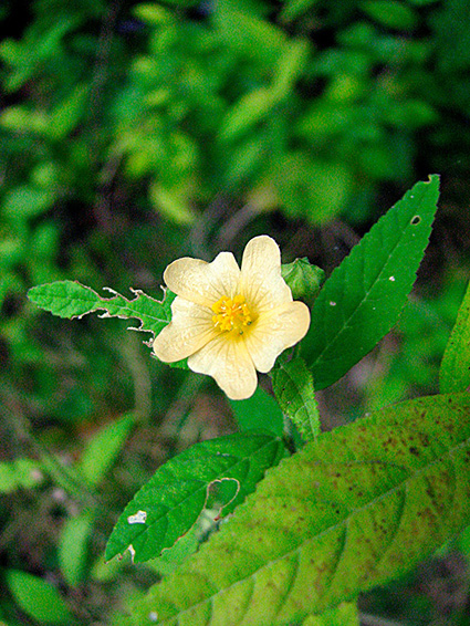 Sida rhombifolia