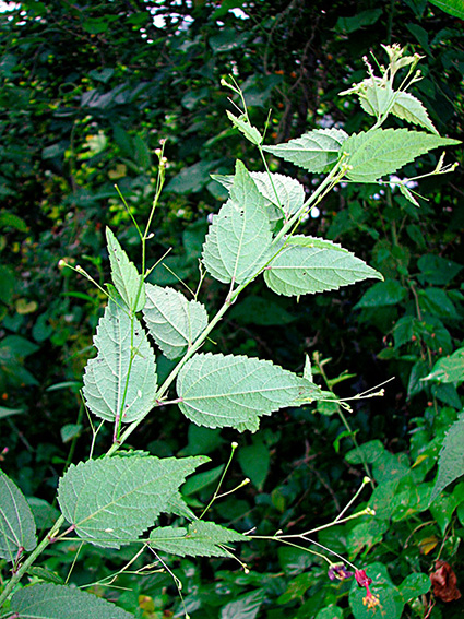 Sidastrum paniculatum