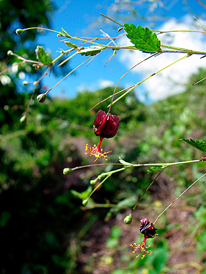 Sidastrum paniculatum