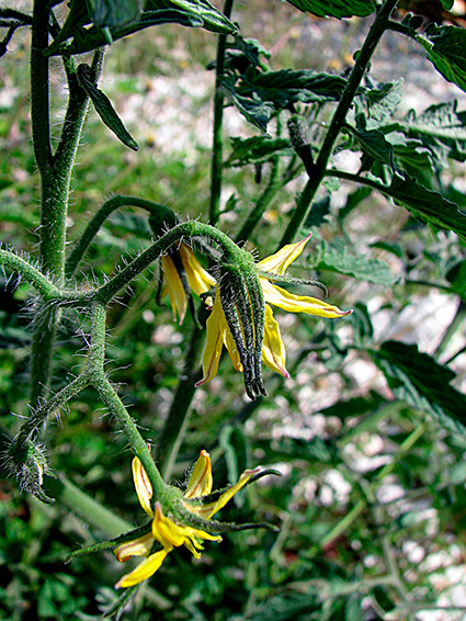 Solanum lycopersicum