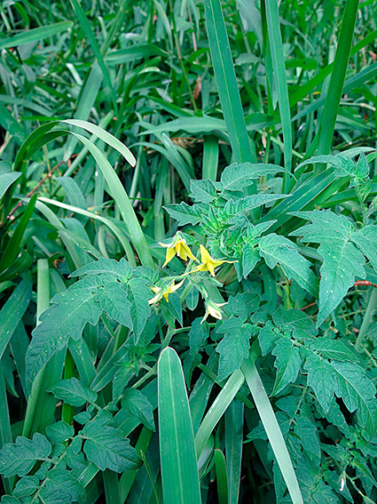 Solanum lycopersicum