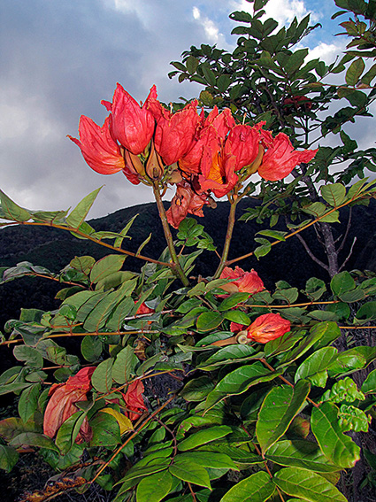 Spathodea campanulata