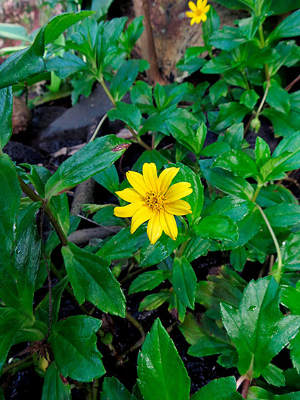 Sphagneticola trilobata