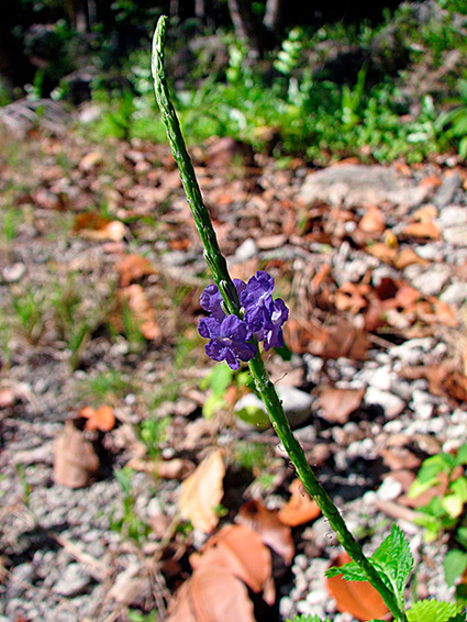 Stachytarpheta cayennensis