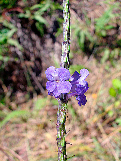 Stachytarpheta cayennensis