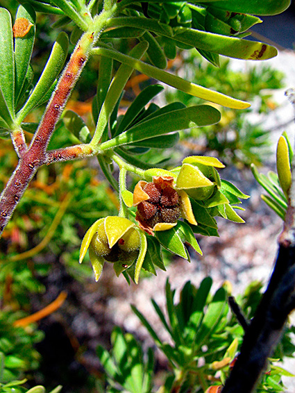 Suriana maritima