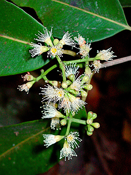 Syzygium cumini