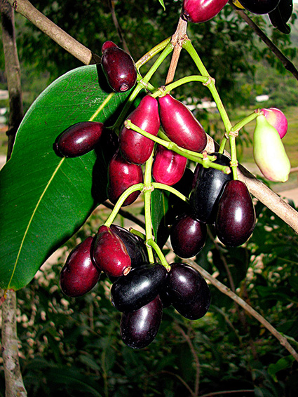 Syzygium cumini