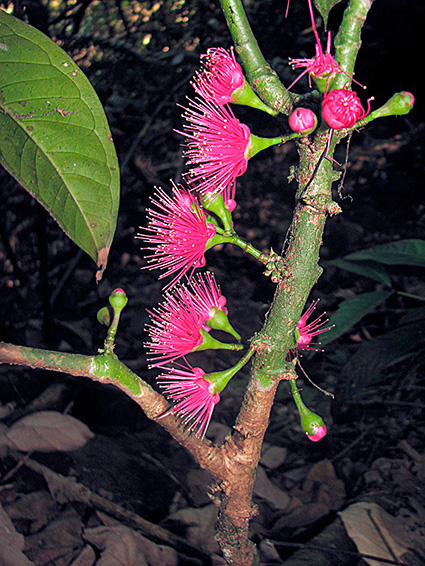 Syzygium malaccense